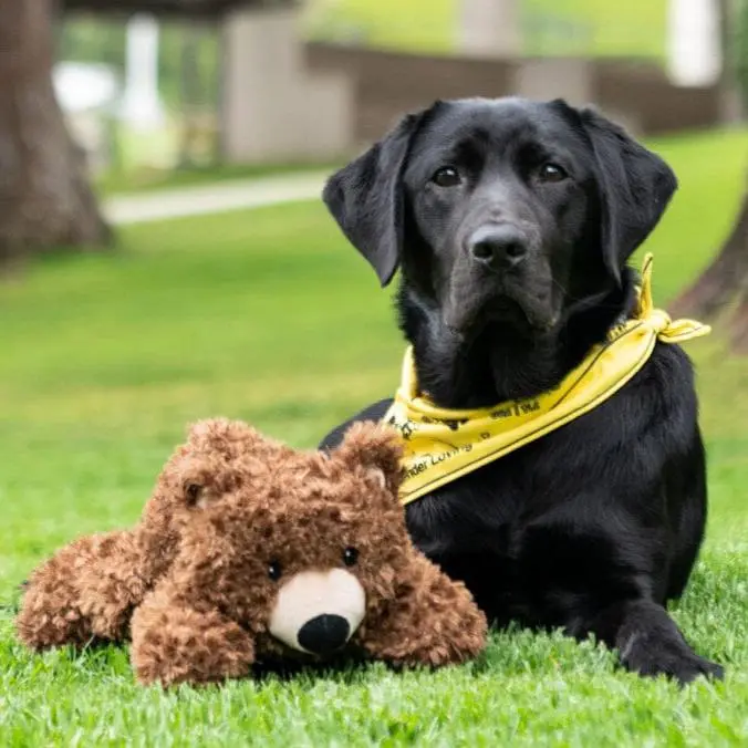 K9 Play® California Grizzly Bear Plush Dog Toy – Durable Chew-Resistant Design 1