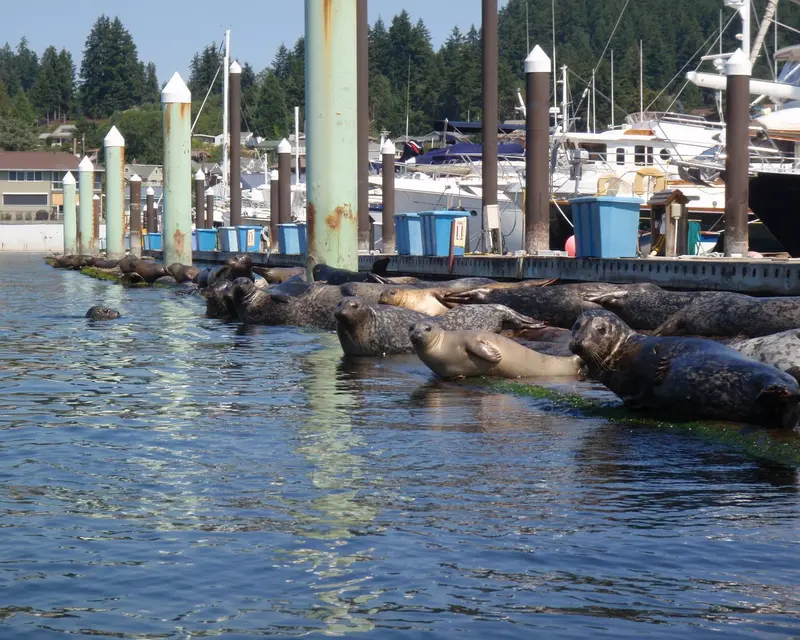 Wildlife-Focused Guided Kayak Tour Experience 1
